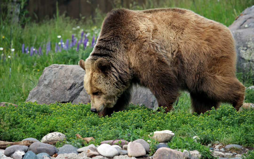 Sulle orme dell’orso bruno