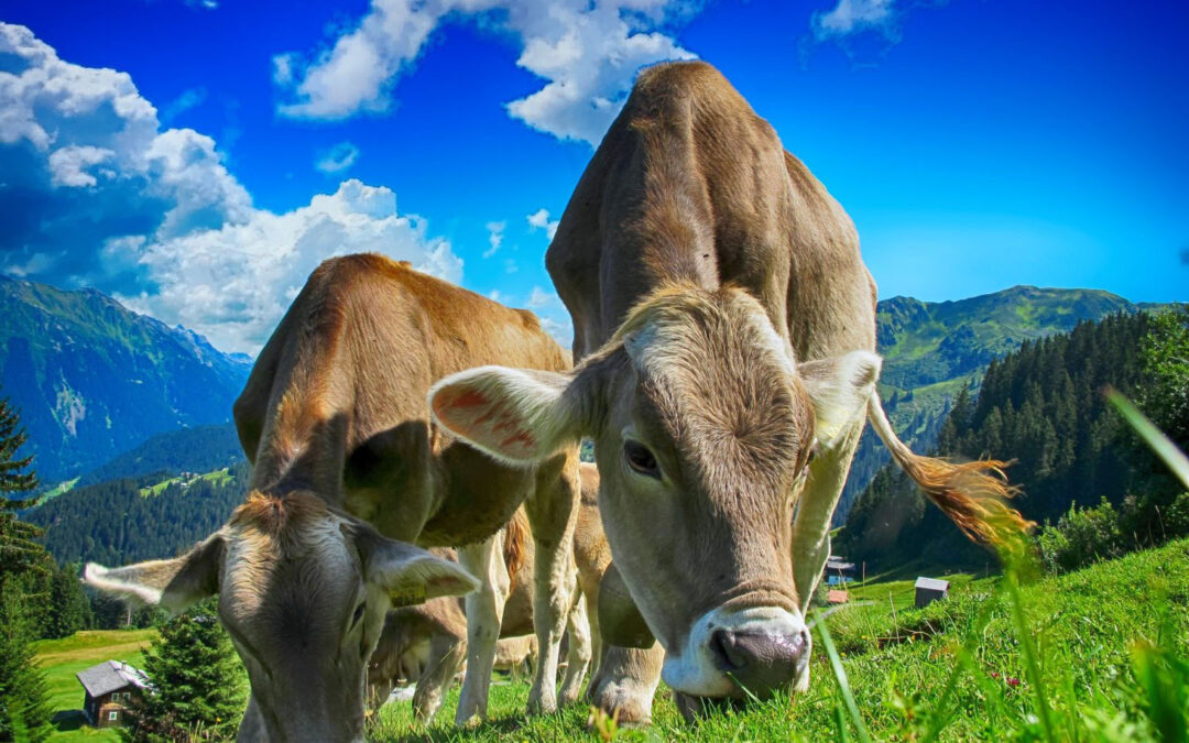 Bimbi e animali: scopri le fattorie didattiche in Paganella