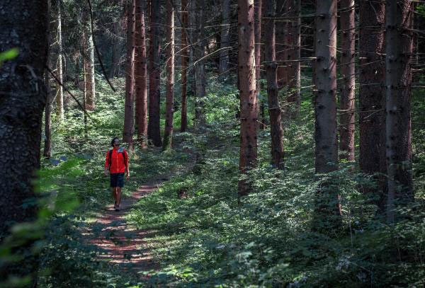 “Natural Wellness” in Paganella: respira e abbraccia il bosco!