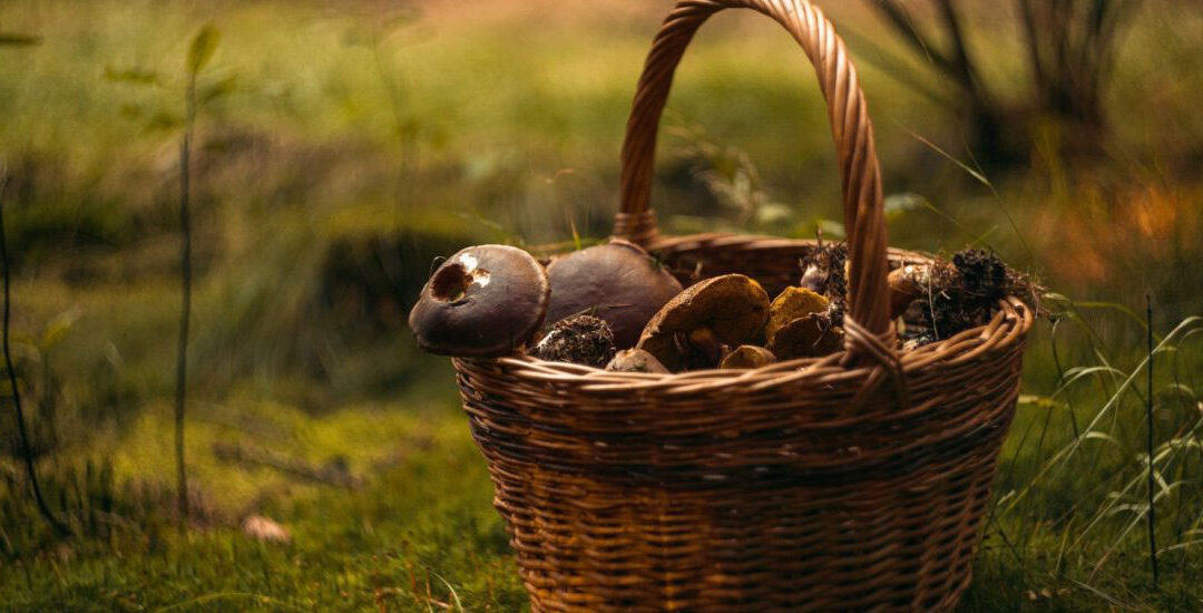 Ottobre la stagione dei funghi in Paganella!