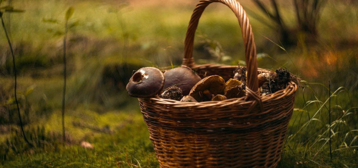 fungus-4994622_1920-1170×550