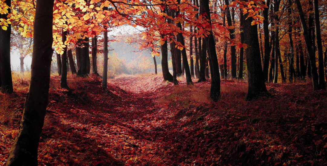 Autunno in Paganella: la stagione della lentezza