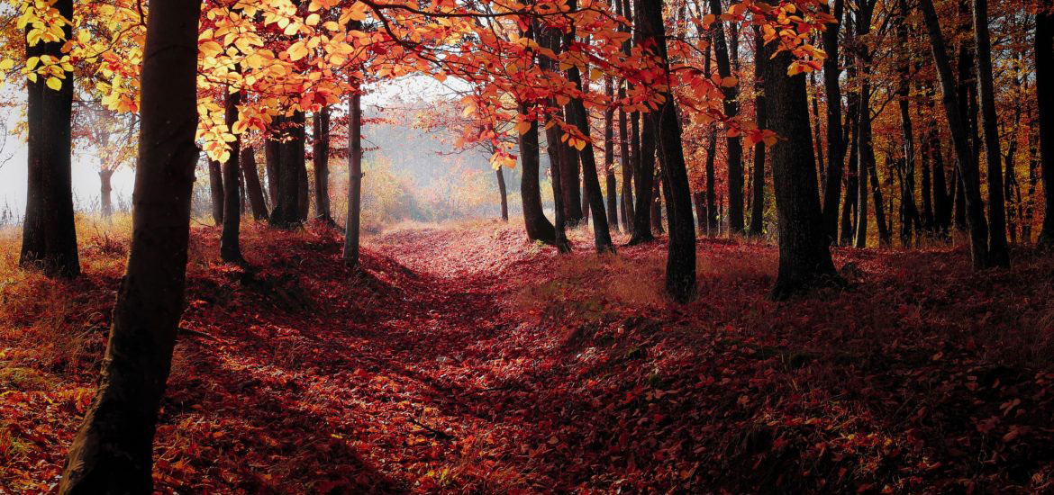 forest-1345719_1920-1170×550