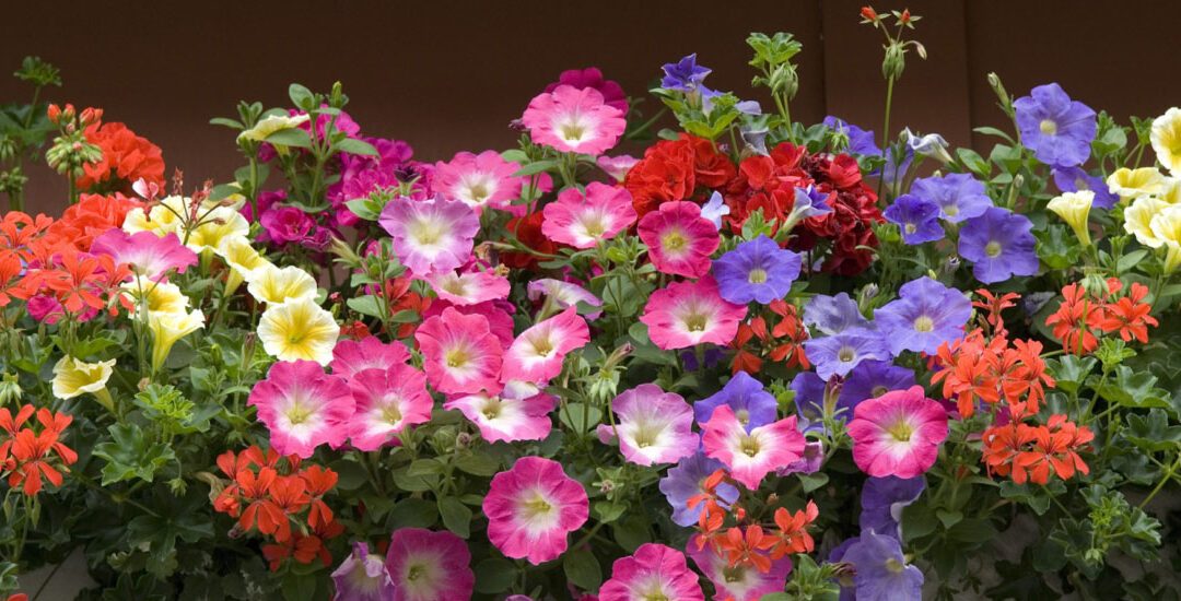 Benvenuta primavera, stagione dei fiori