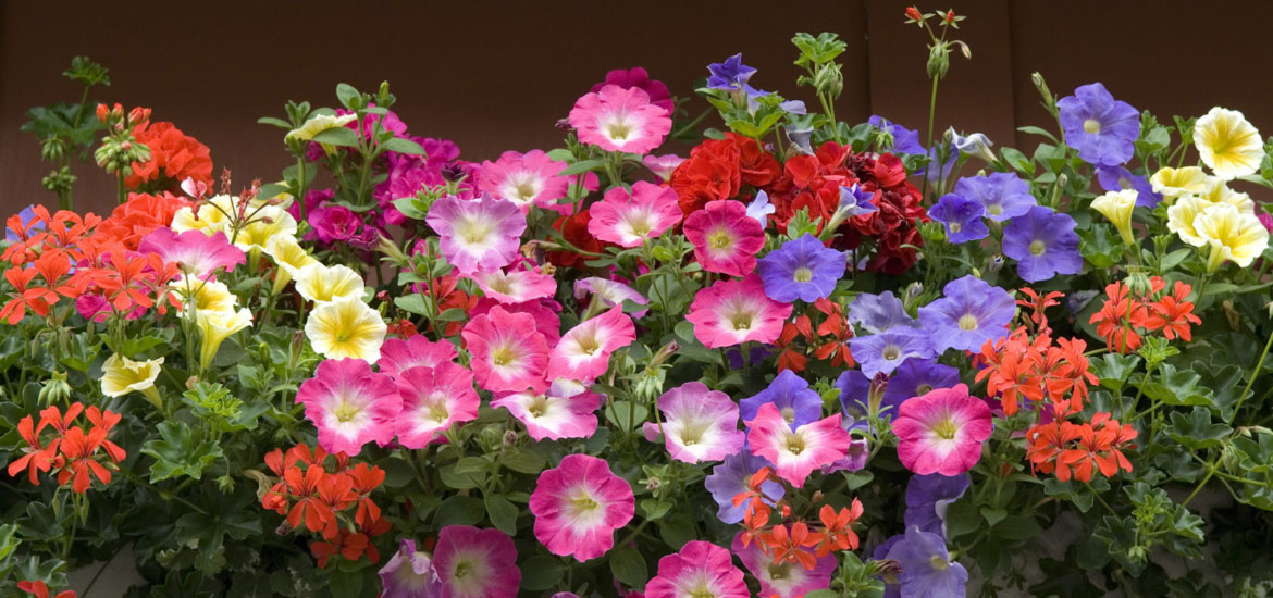 Fiori-1170×550