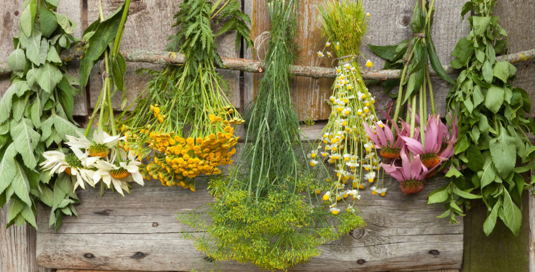 Conosci le piante officinali estive di montagna?