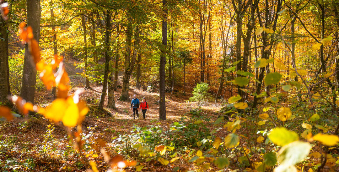Autunno in Paganella: la magia del foliage nel Parco del Respiro